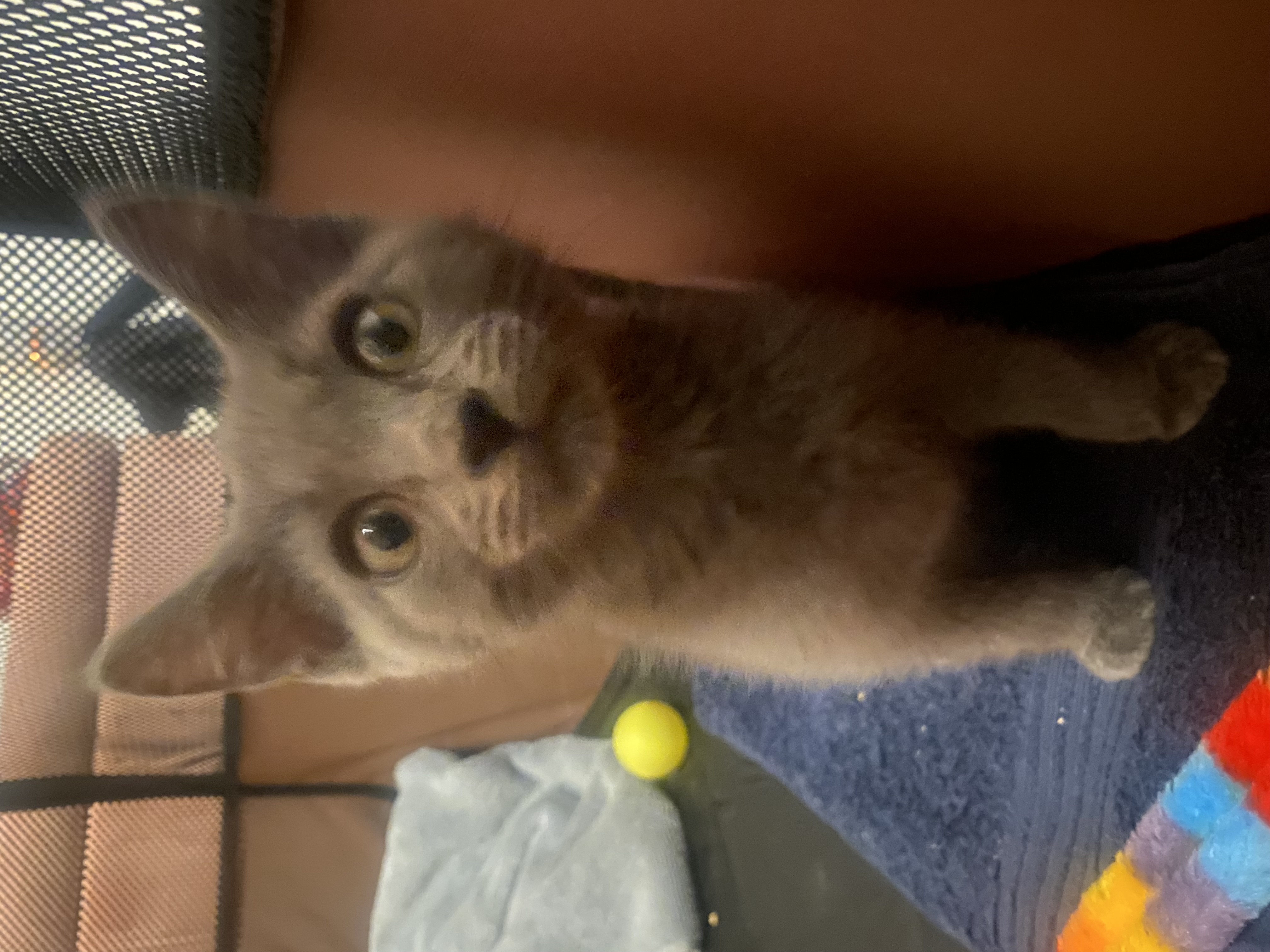 Picture of the Animal Listed